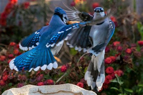 blue jays eat other birds